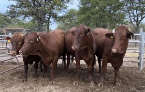 7X BEEFMASTER PREGNANT HEIFER MACASKILL CATTLE COMPANY