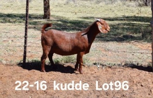 1X KALAHARI RED PREGNANT FLOCK DOE AUCAMP BOERDERY