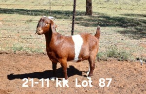 1X KALAHARI RED PREGNANT FLOCK DOE AUCAMP BOERDERY