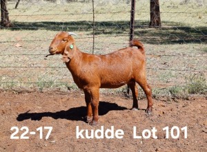 1X KALAHARI RED FLOCK DOE AUCAMP BOERDERY