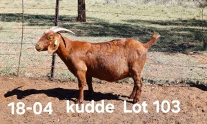 1X KALAHARI RED FLOCK DOE AUCAMP BOERDERY