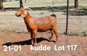 1X KALAHARI RED FLOCK DOE AUCAMP BOERDERY