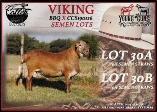 1X MEATMASTER SEMEN COLLEN BOERDERY