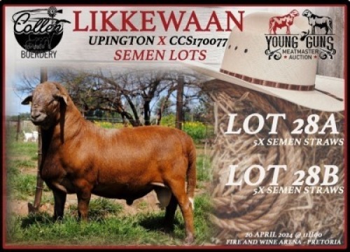 1X MEATMASTER SEMEN COLLEN BOERDERY