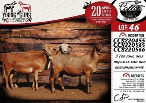 3X MEATMASTER EWE COLLEN BOERDERY