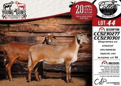 2X MEATMASTER EWE COLLEN BOERDERY