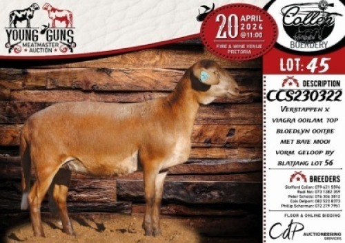 1X MEATMASTER EWE COLLEN BOERDERY