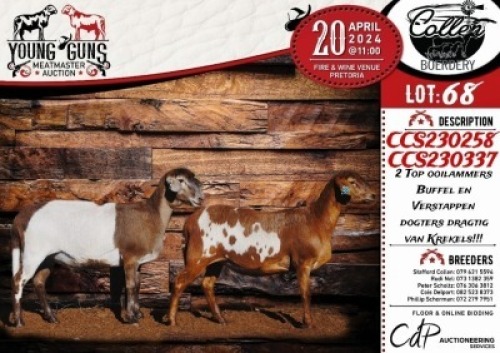3X MEATMASTER EWE COLLEN BOERDERY