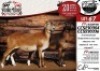 2X MEATMASTER EWE COLLEN BOERDERY