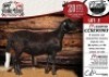 1X MEATMASTER EWE COLLEN BOERDERY