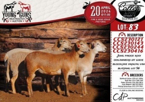 3X MEATMASTER EWE COLLEN BOERDERY