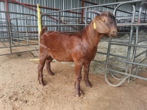 LOT 71   -  1X (M) KALAHARI RED  E & C BOERDERY / EVANS VAN DER BERG