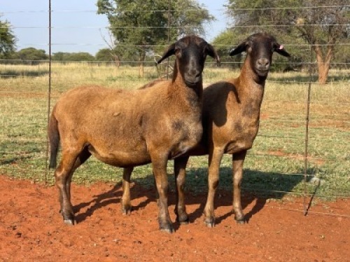 1X MEATMASTER EWE KLIPPUT MEATMASTERS