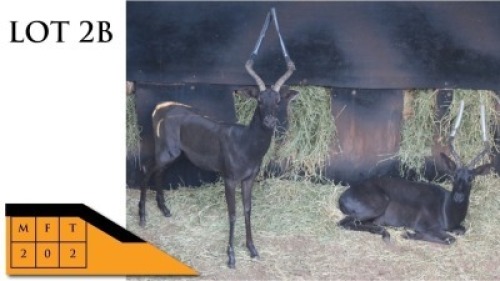 2X SWART ROOIBOKKE M:2 HO&Euml;RSKOOL FRIKKIE MEYER (Per Piece to take the lot/Per stuk om lot te neem)