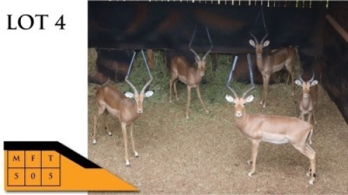 5X ROOIBOKKE M:5 GL MULLER BOERDERY (PTY) LTD (Per Piece to take the lot/Per stuk om lot te neem)