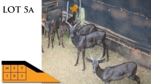 1X SWART ROOIBOKKE M:1 ESTE&Egrave; WILDBEMARKING (Per Piece to take the lot/Per stuk om lot te neem)