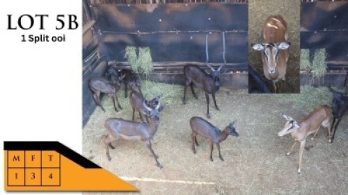 4X SWART ROOIBOKKE M:1 V/F:3 ESTE&Egrave; WILDBEMARKING (Per Piece to take the lot/Per stuk om lot te neem)