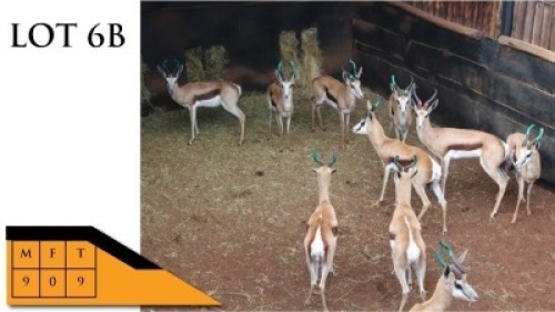 9X SPRINGBOKKE M:9 PRETORIA WILDLIFE SERVICES (PTY) LTD (Per Piece to take the lot/Per stuk om lot te neem)