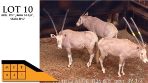 3X GEMSBOKKE V/F:3 PIETER LOUPRECHT (Per Piece to take the lot/Per stuk om lot te neem)