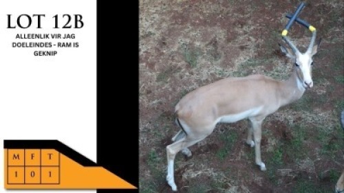 1X WHITE FLANK M:1 KWAGGASVLEY BOERDERY (Per Piece to take the lot/Per stuk om lot te neem)