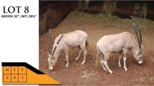 2X GEMSBOKKE M:2 PIETER LOUPRECHT (Per Piece to take the lot/Per stuk om lot te neem)