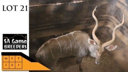 1X KOEDOE M:1 SA GAME BREEDERS (Per Piece to take the lot/Per stuk om lot te neem)