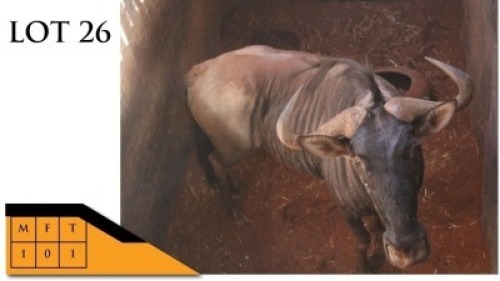 1X BLOUWILDEBEES M:1 FERPA (PTY) LTD (Per Piece to take the lot/Per stuk om lot te neem)