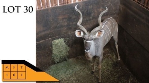 1X KOEDOE M:1 MORIA WILDTELER (Per Piece to take the lot/Per stuk om lot te neem)