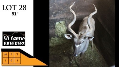 1X KOEDOE M:1 SA GAME BREEDERS (Per Piece to take the lot/Per stuk om lot te neem)