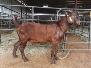 LOT 72   -  1X (M) KALAHARI RED  E & C BOERDERY / EVANS VAN DER BERG