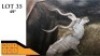 1X KOEDOE M:1 PHAKWE SAFARIS (Per Piece to take the lot/Per stuk om lot te neem)