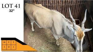 1X ELAND M:1 ROSKY RIVER FARMS (PTY) LTD (Per Piece to take the lot/Per stuk om lot te neem)