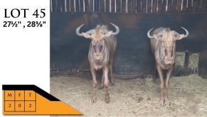 2X GOUEWILDEBEESTE M:2 HENDRIKSDAL BOEREDERY (PTY) LTD (Per Piece to take the lot/Per stuk om lot te neem)