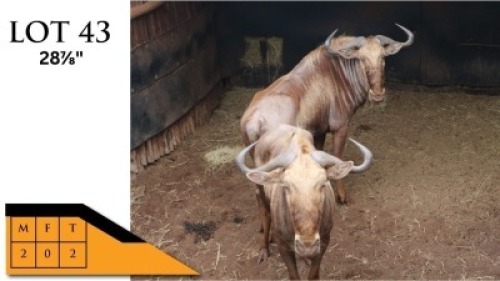 2X GOUEWILDEBEESTE M:2 HENDRIKSDAL BOEREDERY (PTY) LTD (Per Piece to take the lot/Per stuk om lot te neem)
