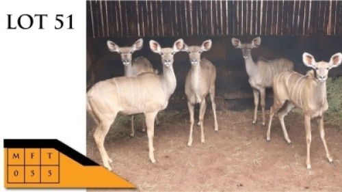 5X KOEDOES V/F:5 THABA MANZI AVIATION SERVICES (Per Piece to take the lot/Per stuk om lot te neem)