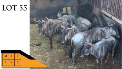 5X BLOUWILDEBEESTE M:1 V/F:4 MELETSE GAME BREEDERS (Per Piece to take the lot/Per stuk om lot te neem)
