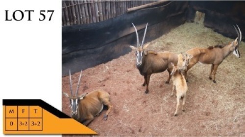 3+2X SWARTWITPENSE V/F:3+2 PIET KOLBE (Per Piece to take the lot/Per stuk om lot te neem)