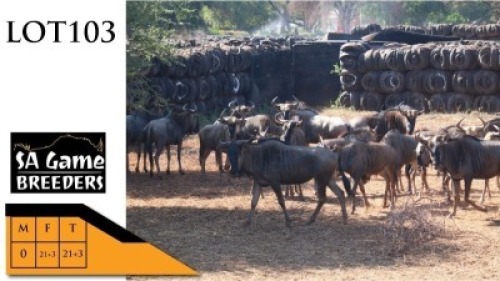 21+3X BLOUWILDEBEESTE V/F:21+3 SA GAME BREEDERS (Per Piece to take the lot/Per stuk om lot te neem)
