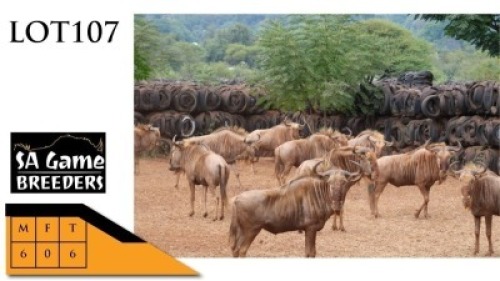 6X GOUEWILDEBEESTE M:6 SA GAME BREEDERS (Per Piece to take the lot/Per stuk om lot te neem)