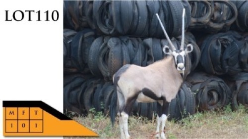 1X GEMSBOKKE M:1 MORIA WILD TELER (Per Piece to take the lot/Per stuk om lot te neem)