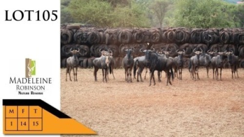 15X BLOUWILDEBEESTE M:1 V/F:14 MADELEINE ROBINSON NATURE RESERVE (Per Piece to take the lot/Per stuk om lot te neem)