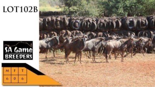 6X BLOUWILDEBEESTE M:6 SA GAME BREEDERS (Per Piece to take the lot/Per stuk om lot te neem)