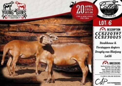 2X MEATMASTER EWE COLLEN BOERDERY