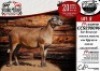 1X MEATMASTER EWE COLLEN BOERDERY