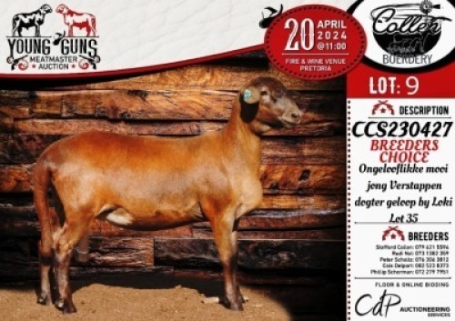 1X MEATMASTER EWE COLLEN BOERDERY