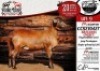 1X MEATMASTER EWE COLLEN BOERDERY