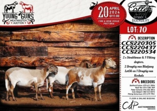 3X MEATMASTER EWE COLLEN BOERDERY