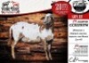 1X MEATMASTER EWE COLLEN BOERDERY - 2