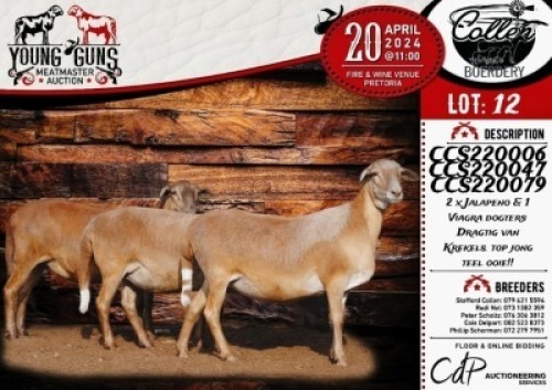 3X MEATMASTER EWE COLLEN BOERDERY