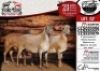 3X MEATMASTER EWE COLLEN BOERDERY - 2